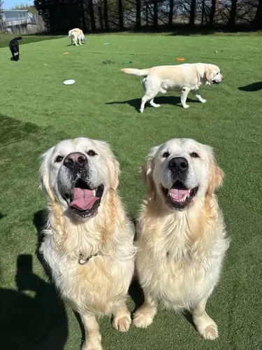 Two golden retrievers smiling in the sunshine