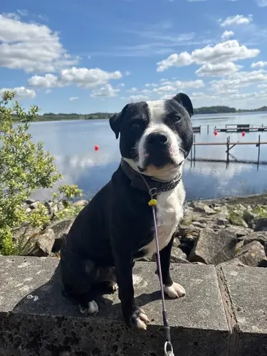 A happy Staffie enjoying the loch view on a walk