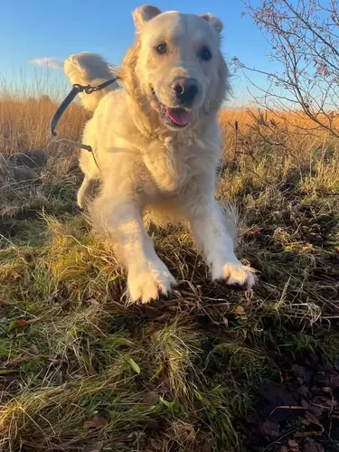 A golden retriever running through a field at golden hour