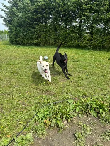 A yellow and a black labrador racing across the grass