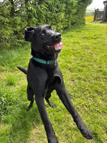 A black labrador mid-leap, full of energy