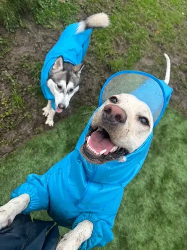 A labrador in a raincoat ready for a wet-weather walk