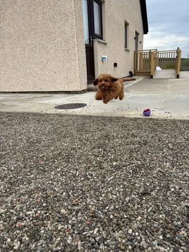 A cockapoo puppy leaping for joy