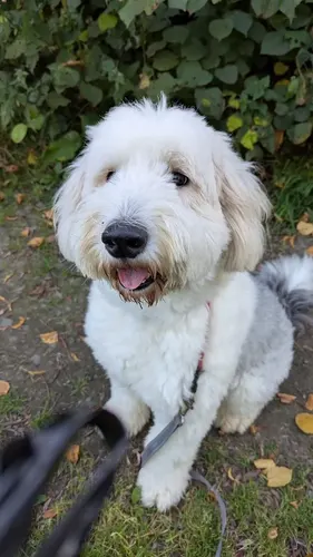 A fluffy cream doodle out on a walk