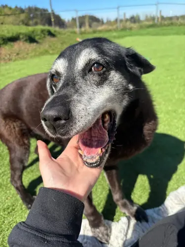 A much-loved senior dog enjoying some fuss