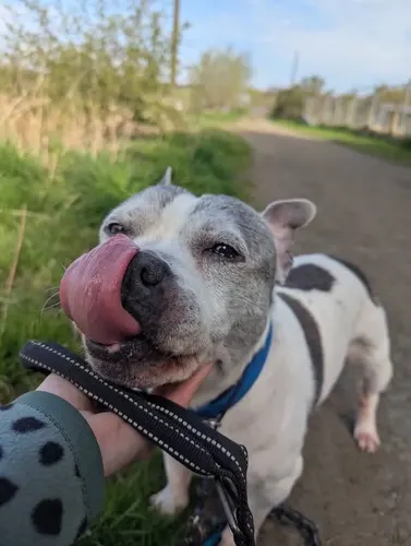 A cheeky dog licking its nose on a sunny path