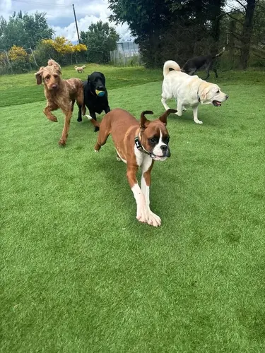 A group of dogs playing together in the paddock