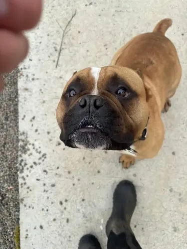 A boxer looking up hopefully for a treat