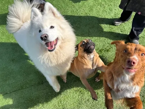 Three smiling friends looking up from the play lawn