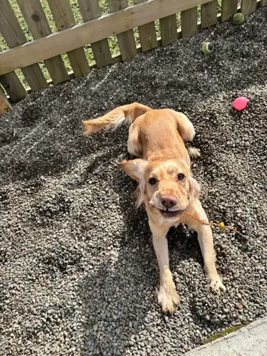 A golden cocker cooling off in the gravel beside the fence