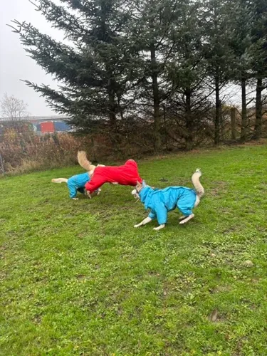 Two pals in raincoats wrestling on the grass
