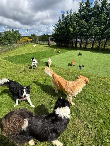 Border collies and friends out together in the exercise paddock