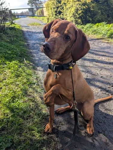 A vizsla sitting nicely on the walking track