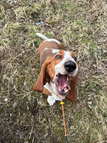 A delighted basset hound playing in the long grass
