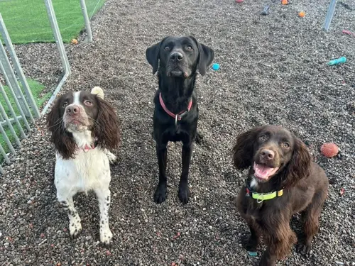 A springer, a labrador and a cocker lined up for treats
