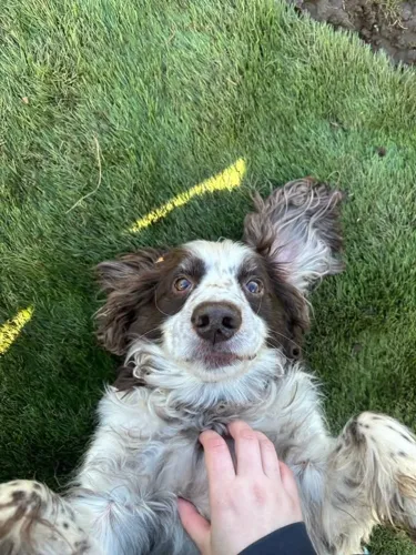 A springer spaniel flopped over for a belly rub