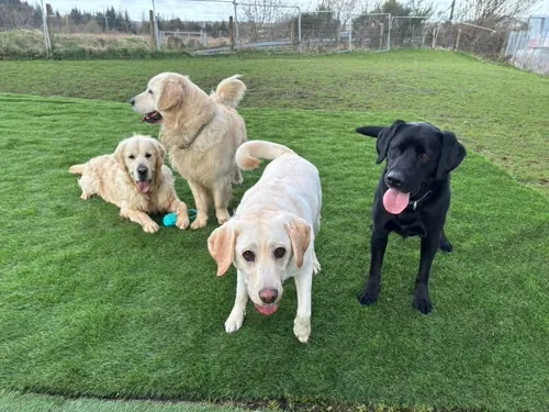 Golden retrievers and labradors enjoying the sunshine together