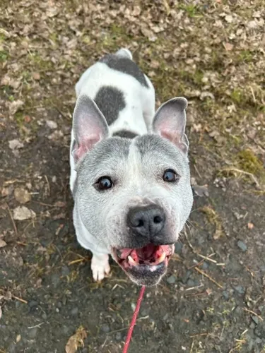 A happy Staffie out for an autumn walk