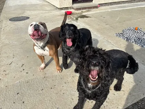 Three pals waiting for the ball to be thrown