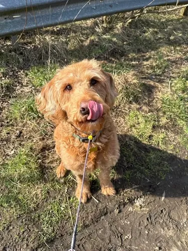 A golden cockapoo licking her lips on a country walk