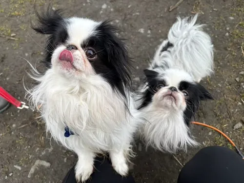 Two Japanese Chin guests posing for the camera