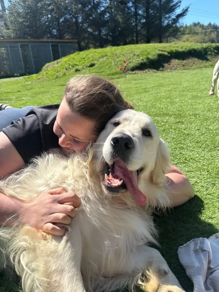 One of our golden retriever guests enjoying a cuddle in the sunshine